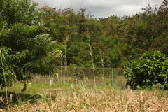 Sorghum × drummondii