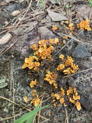 Craterellus odoratus