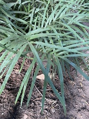 Pteris cretica
