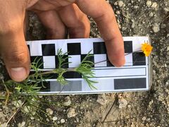 Melampodium linearilobum