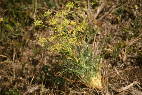 Foeniculum vulgare observed 2022-08-02
