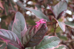 Pseuderanthemum carruthersii