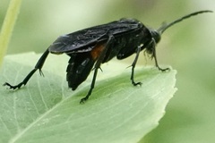 Macrophya cinctula