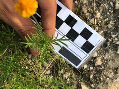 Melampodium linearilobum