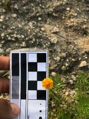 Melampodium linearilobum