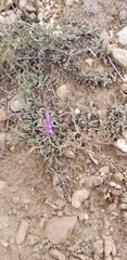 Penstemon scapoides