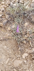 Penstemon scapoides