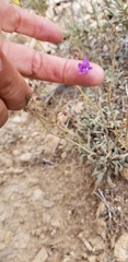 Penstemon scapoides