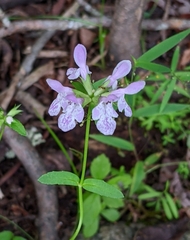 Stachys hyssopifolia