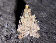Aglossa costiferalis