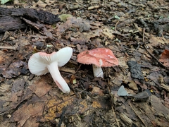 Russula subtilis