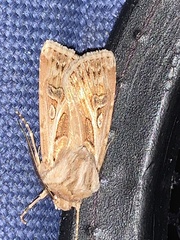 Agrotis vestigialis