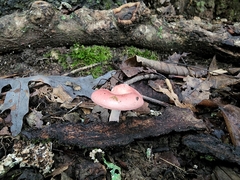 Russula subtilis
