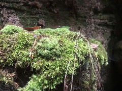 Herzogiella striatella