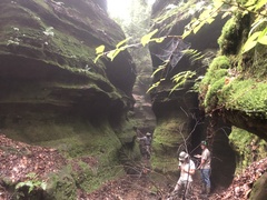 Herzogiella striatella