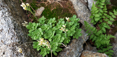 Draba longisquamosa