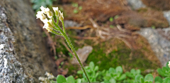Draba longisquamosa