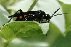 Macrophya cinctula