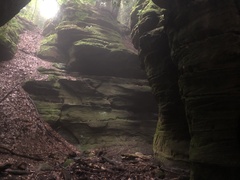 Herzogiella striatella