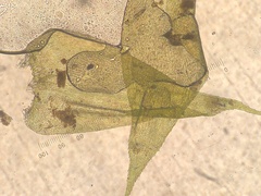 Herzogiella striatella