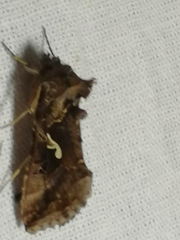 Autographa mandarina