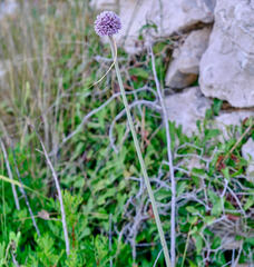 Allium commutatum