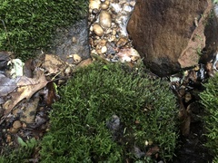 Rhynchostegium aquaticum