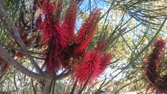 Hakea bucculenta