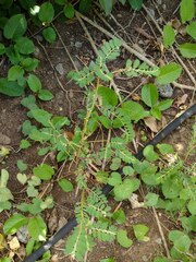 Phyllanthus leucanthus