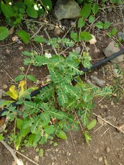 Phyllanthus leucanthus