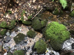 Rhynchostegium aquaticum