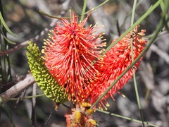 Hakea bucculenta