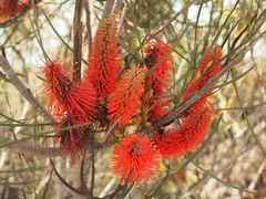 Hakea bucculenta