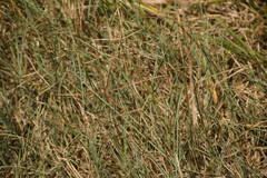 Chloris divaricata cynodontoides