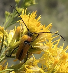 Crossidius coralinus