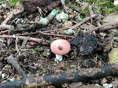 Russula subtilis