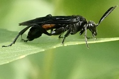 Macrophya cinctula