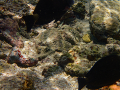 Acanthurus nigros