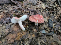 Russula subtilis