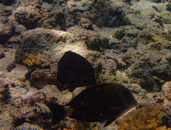 Acanthurus nigros