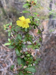 Hibbertia bracteata