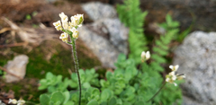 Draba longisquamosa