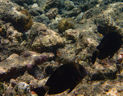 Acanthurus nigros