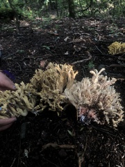 Ramaria rubiginosa