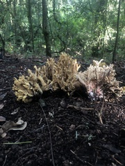 Ramaria rubiginosa