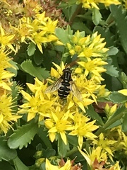 Helophilus groenlandicus