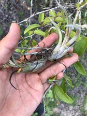 Tillandsia circinnatioides