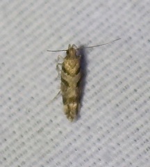 Aristotelia devexella