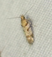 Aristotelia devexella