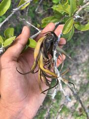 Tillandsia circinnatioides